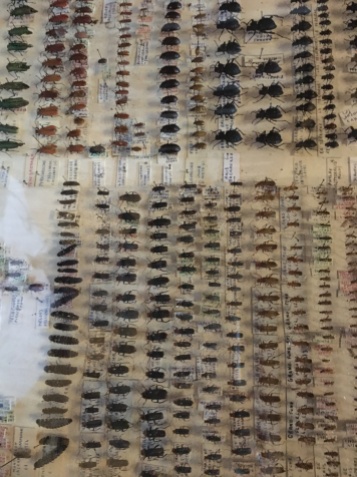 More Bugs collected by a prior owner of the Chateau